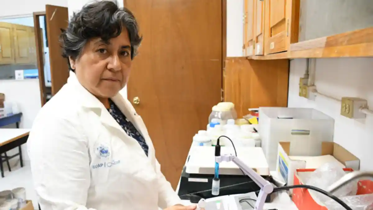 Académica BUAP propone usar arcillas para adsorber micotoxinas, un hongo que afecta al maíz