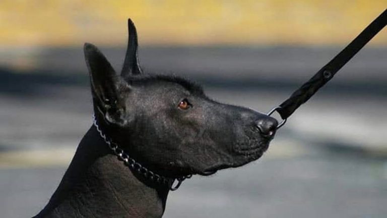 ¿Dónde será el primer festival del perro mexicano Xoloitzcuintle?